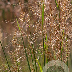 Sorghastrum nutans GM P9