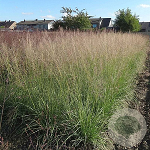 Sporobolus airoides 'Delicatesse' GM P9