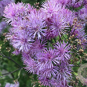 Thalictrum 'Elin' GM P9