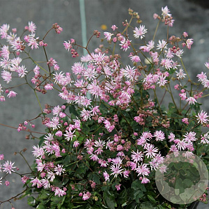 Thalictrum kiusianum GM P9