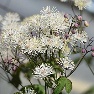 Thalictrum petal. 'Ghent Ebony' GM P9