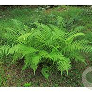 Thelypteris kunthii GM P9