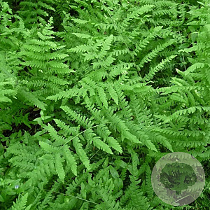 Thelypteris palustris GM P9