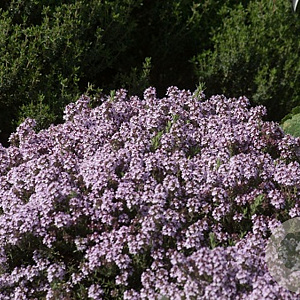 Thymus 'Duftkissen' GM P9
