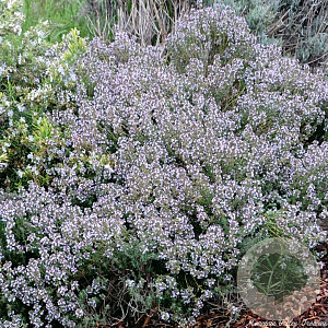 Thymus v. 'Orange Balsam' GM P9