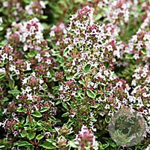 Thymus v. 'Silver Posie' GM P9