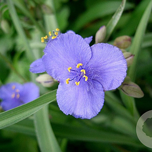 Tradescantia ohiensis GM P9