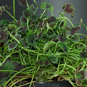 Trifolium repens 'Estelle' GM P9
