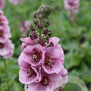 Verbascum 'Lavender Lass' GM P9