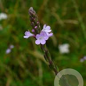 Verbena officinalis GM P9