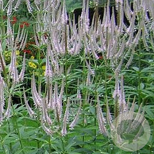 Veronicastrum virg. 'Roseum' GM P9