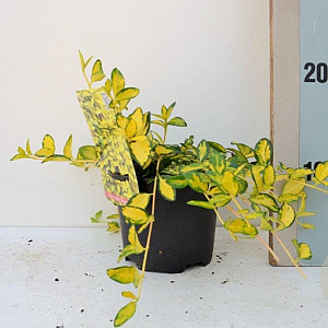 Vinca minor Illumination GM P9