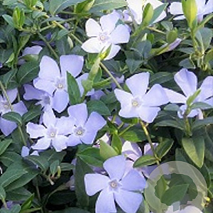 Vinca minor 'Valentin' GM P9