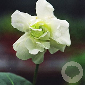 Viola 'Conte di Brazza' GM P9