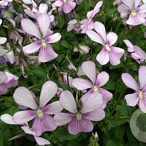 Viola 'Victoria's Blush' GM P9