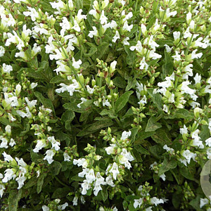 Salvia off. 'Albiflora' GM P9