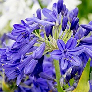 Agapanthus Flower of Love GM P9