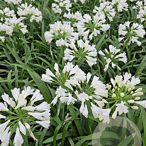 Agapanthus 'Prolific White' GM P9