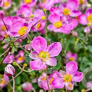 Anemone h. Fantasy Jasmine GM P9