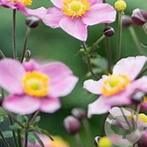 Anemone h. Little Breeze Pink GM P9