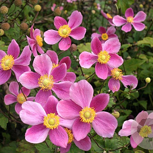 Anemone hyb. 'Bowles' Pink' GM P9