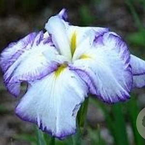 Iris e. 'Light at Dawn' GM P9
