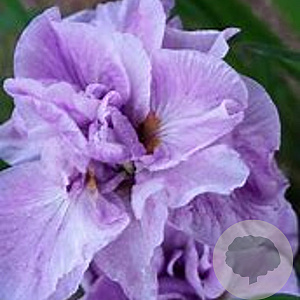 Iris sib. 'Imperial Opal' GM P9