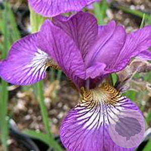 Iris sib. 'Ruby Wine' GM P9