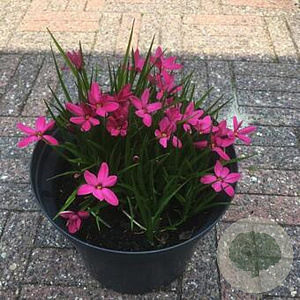 Rhodoxis 'Mrs. Betsy' GM P9