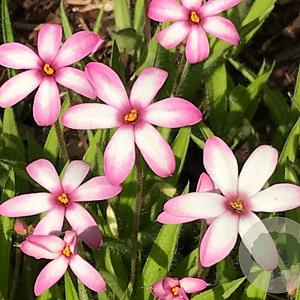 Rhodoxis 'Ria' GM P9