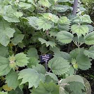 Boehmeria platanifolia GM P9