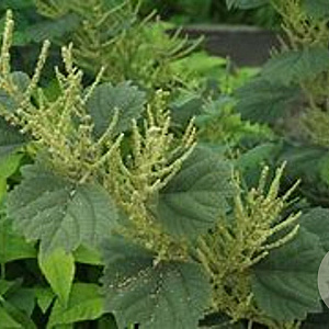 Boehmeria platanifolia GM P9