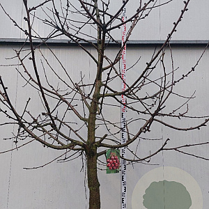 Prunus a. 'Regina' 20-30HA cont. 130L karakter