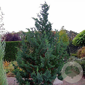 Chamaecyparis l. 'Wisselii' 30-40 cm 3,0L