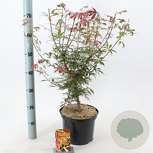 Acer pal. 'Jerre Schwartz' 50-60 cm 5,0L