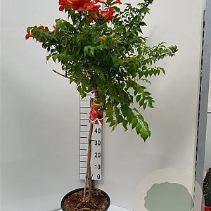 Campsis tagl. 'Fire Trumpet Vine' 80 cm stam 15L