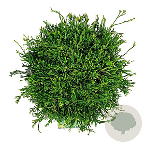 Chamaecyparis o. 'Gitte' 30-40 cm 6,5L