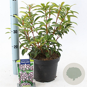 Kalmia lat. 'Black Label' 25-30 cm 4,0L