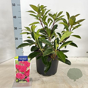 Kalmia lat. 'Kardinal' 25-30 cm 4,0L