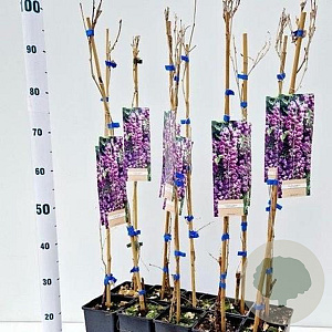 Wisteria formosa 60 cm C1.5 met stok