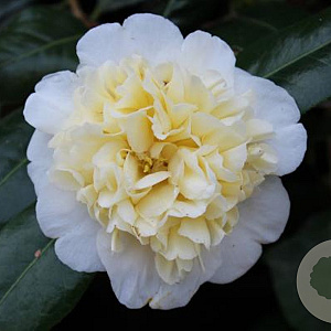 Camellia j. 'Alba Plena' 125-150 cm 45L meerstammig