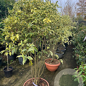 Ligustrum luc. 'Excelsum Superbum' 140-160 cm container meerstammig