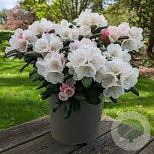 Rhododendron (Y) 'Koichiro Wada' halfstam container