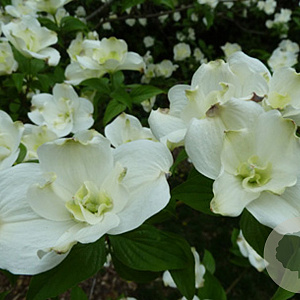 Cornus fl. 'Pluribracteata' 200-250 cm cont. 90L meerstammig