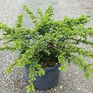 Cedrus l. 'Nana' halfstam container
