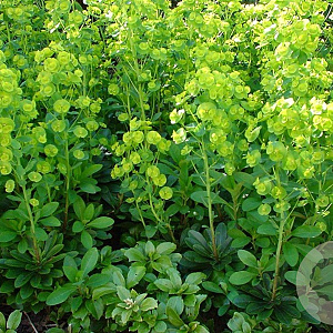 Euphorbia amygdal. robbiae GM P9