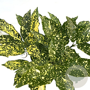 Aucuba jap. 'Crotonifolia' 25-30 cm 2,5L