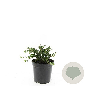 Cotoneaster adpressus GM 1.5