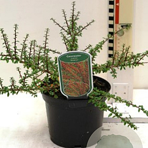 Cotoneaster conspicuus decorus GM 1.5