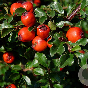 Cotoneaster nanshan 'Boer' GM 1.5